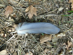 Ardea cinerea cinerea