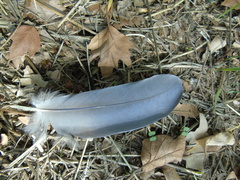 Ardea cinerea cinerea