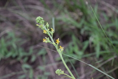 Manulea parviflora