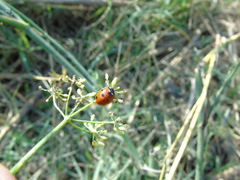 Coccinella septempunctata