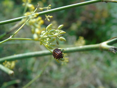 Graphosoma italicum italicum