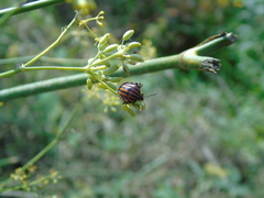 Graphosoma italicum italicum