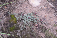 Brachystelma modestum