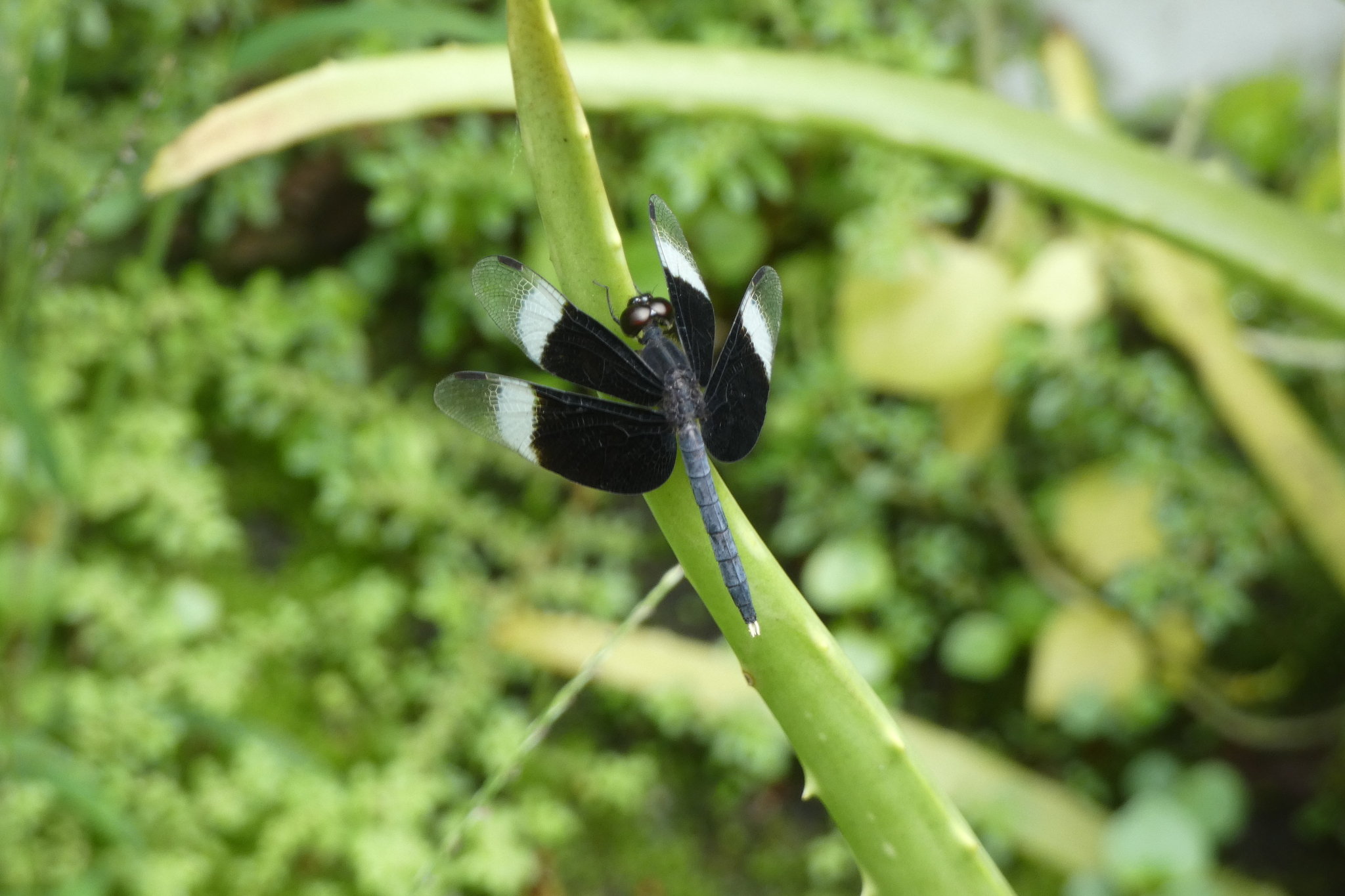 Pied Paddy Skimmer