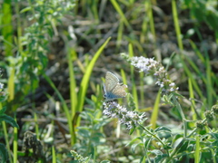 Polyommatus icarus