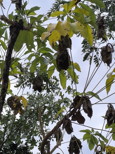 Octopus Cabbage Tree (Cussonia arborea)