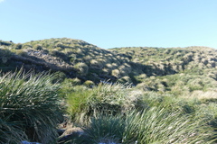 Poa flabellata