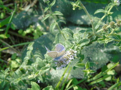 Polyommatus icarus