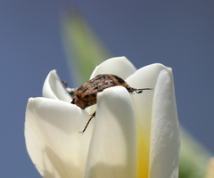 Euryomia argentea