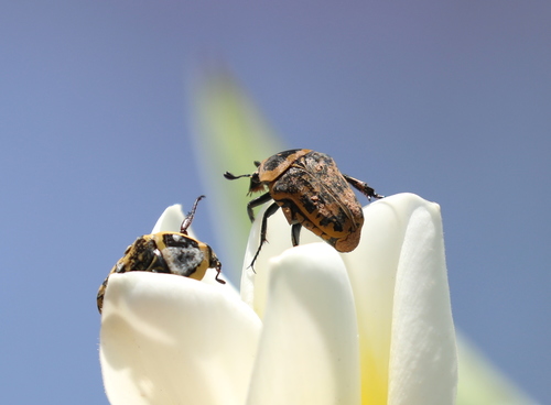 Euryomia argentea