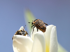 Euryomia argentea