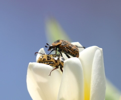 Euryomia argentea