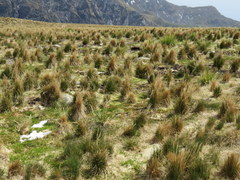 Poa flabellata