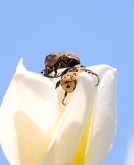 Euryomia argentea