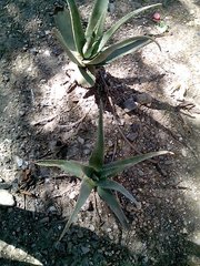 Aloe vera