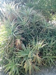 Aloe arborescens