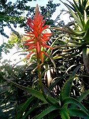 Aloe arborescens