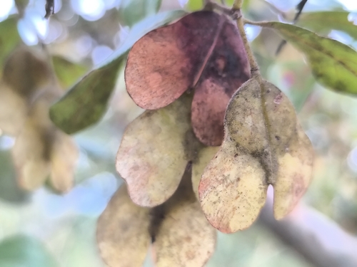 Heart tree (Hymenocardia acida)
