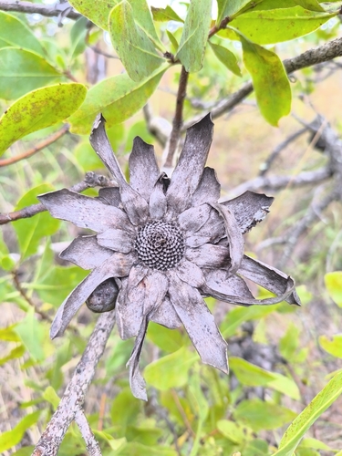 Eastern Tall Woodland Sugarbush (Protea madiensis)