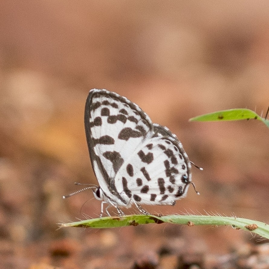 Common Pierrot