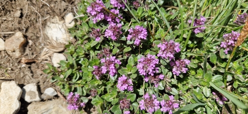 Thymus pulcherrimus