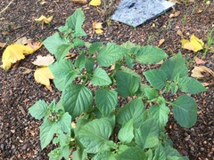 Solanum nigrum nigrum