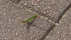 Acrida cinerea