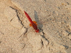 Crocothemis servilia