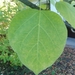 Catalpa bungei - Photo (c) milosz, some rights reserved (CC BY-NC)