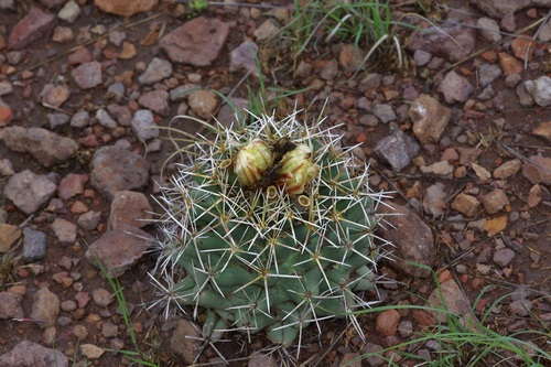 Long-tubercle beehive cactus (Coryphantha robustispina)