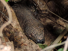 Heloderma horridum