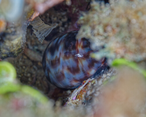 Mauritia maculifera observed 2025-07-19
