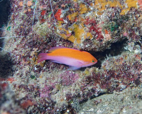 Pseudanthias bicolor observed 2025-07-19