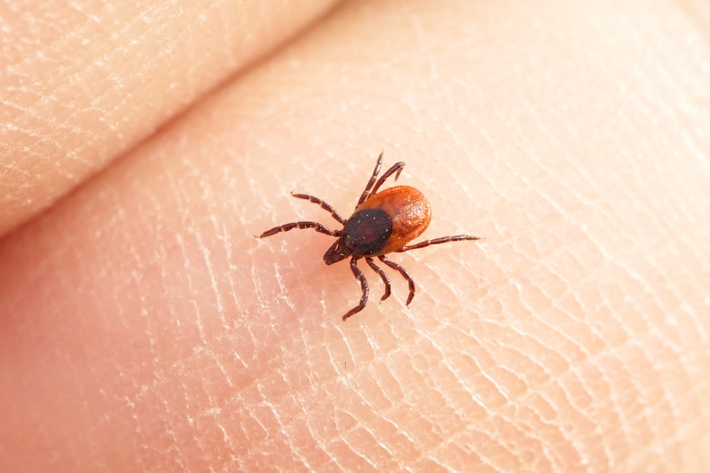 Taiga tick