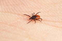 Ixodes persulcatus