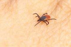 Ixodes persulcatus