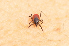Ixodes persulcatus