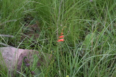 Tritonia disticha