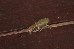 Dundubia