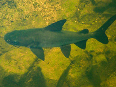 Blue Salmon Catfish photo 3