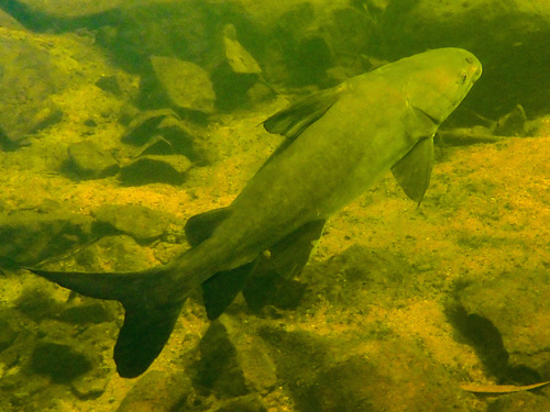Blue catfish (Neoarius graeffei) — Ariidae