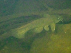Black Catfish photo 4