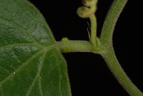 Image of Passiflora multiflora by (c) Douglas Goldman, some rights reserved (CC BY-SA)