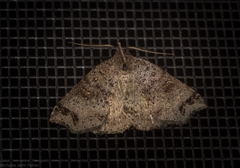 Lithilaria proestans