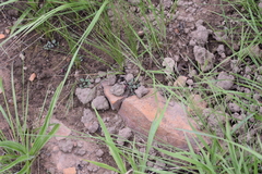 Microchaetus papillatus