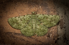 Aeolochroma viridicata