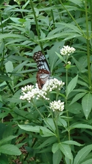 Parantica sita