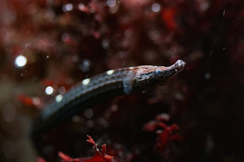 Choeroichthys observed 2024-10-09