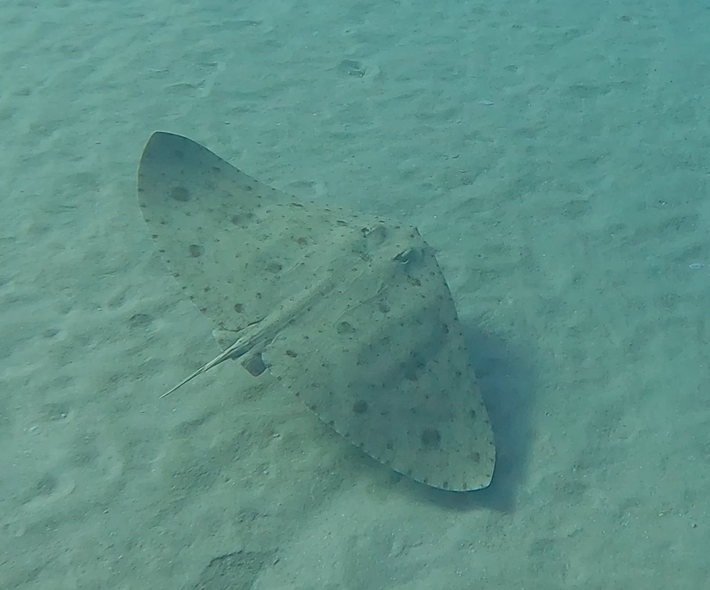Spiny butterfly ray over sand with its tail spine trailing behind