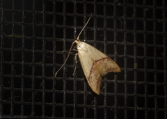 Hapaloteucha paragramma